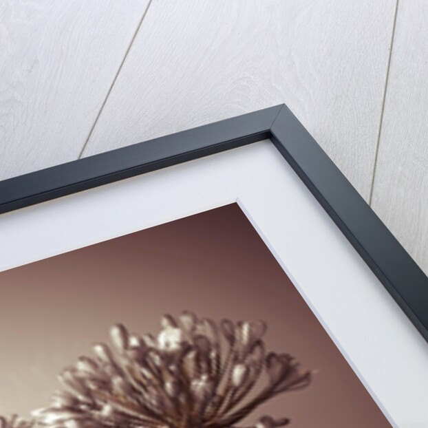 Three African Lilies by Assaf Frank